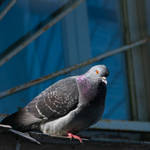 Голубь перед окном с решеткой