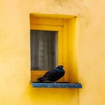 Голубь возле маленького окна