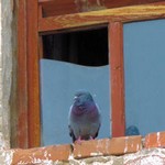 Голубь и разбитое стекло