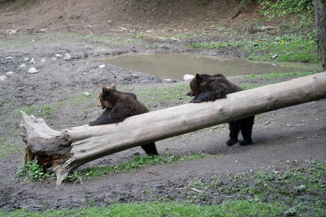 Медведи возле упавшего дерева