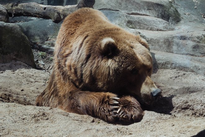 Медведь отдыхает