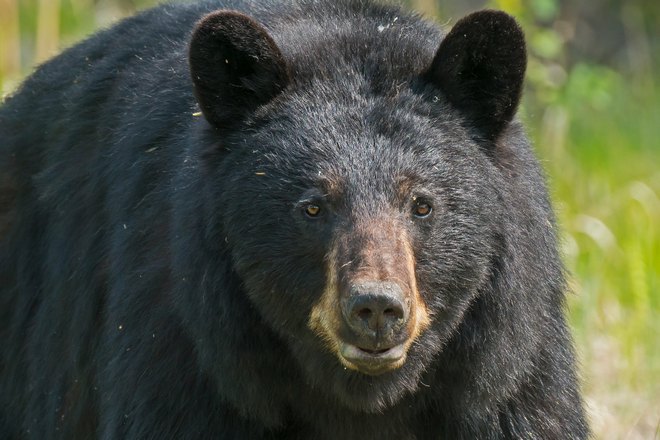 Большой черный медведь