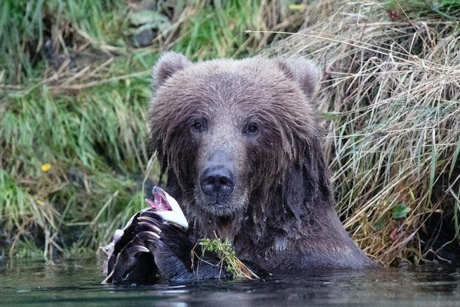 Медведь собирается поесть