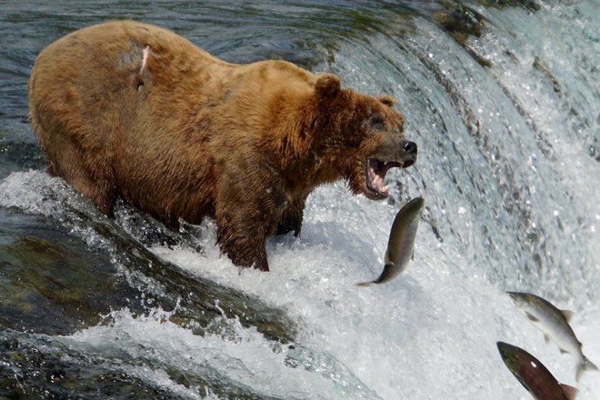 Медведь хватает рыбу