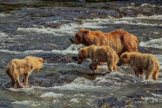 Четыре медведя