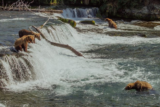 Три медведя