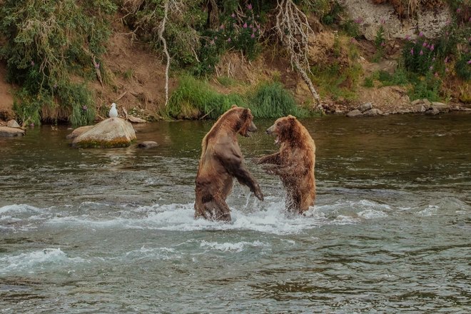 Два медведя в воде