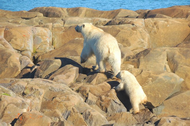 Белая медведица и медвежонок