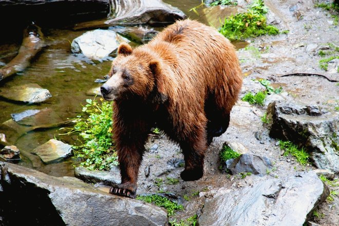 Медведь может неожиданно напасть