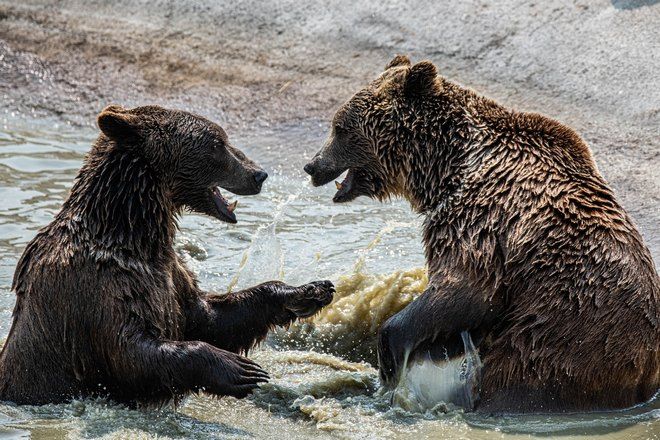 Два медведя