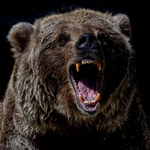 Страшный медведь