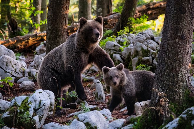 Медвежонок возле медведицы