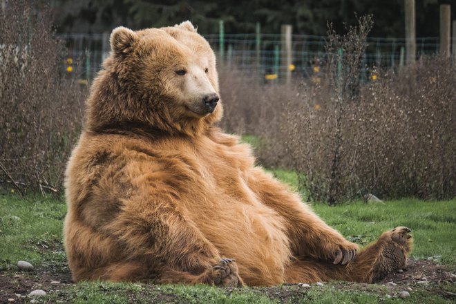 Рыжий медведь