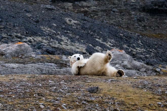 Медведь лежит
