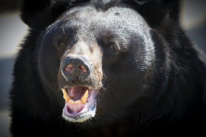 Злой медведь