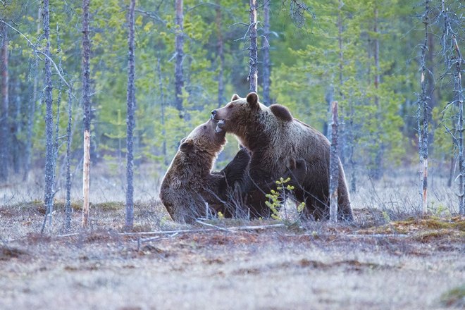 Медвежата с медведицей