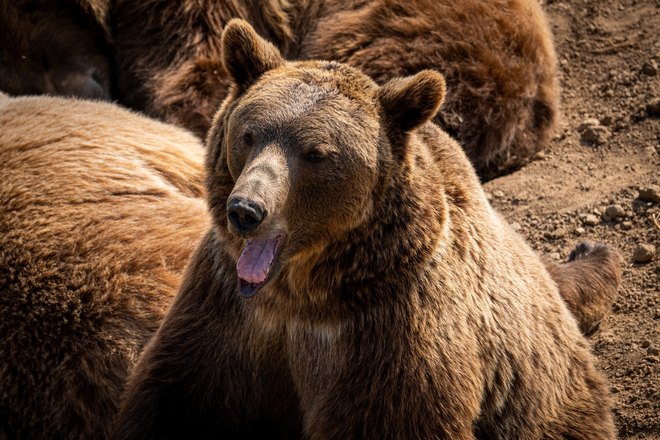 Медведь высунул язык