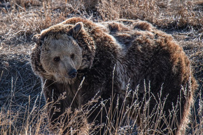 Медведь с необычной шерстью
