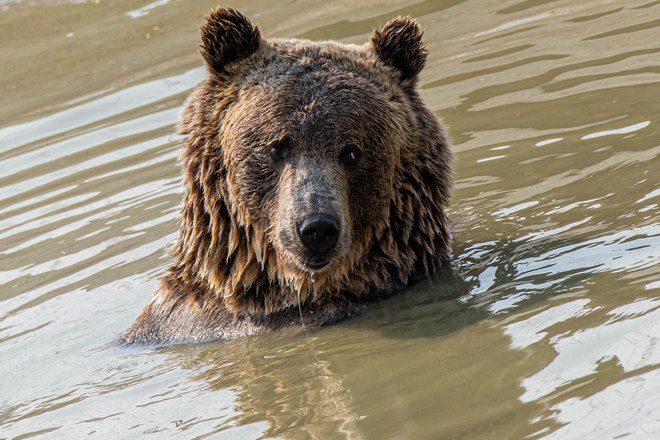 Мишка купается