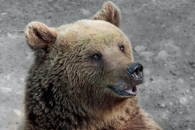 Медведь приоткрыл пасть