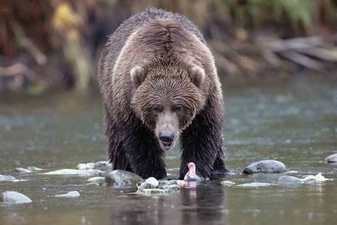 Медвеь склонился над водой