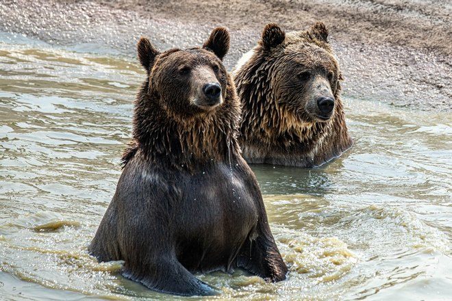 Медведь и медведица