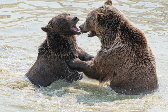 Два медведя резвятся в воде