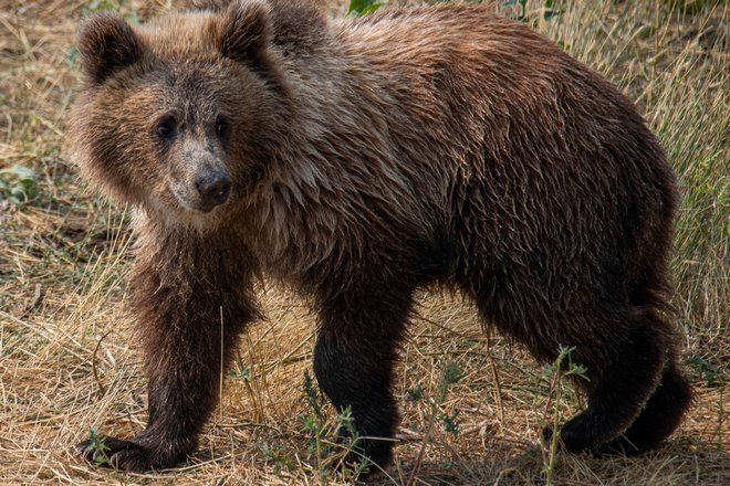 Косматый мишка