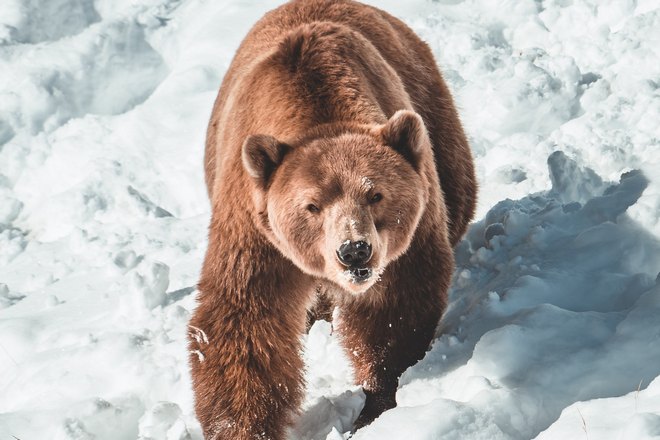 Бурый медведь на снегу