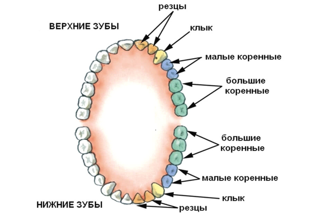 Сон о названиях выпавших зубов
