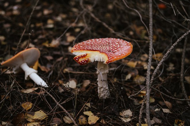 Сон о поврежденном грибе