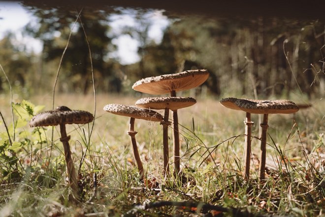 Сон о незнакомых грибах