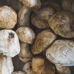 Приснились белые грибы