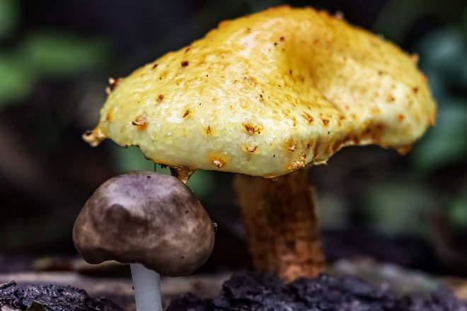 Снится большой и маленький гриб