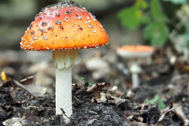 Снятся разноцветные грибы