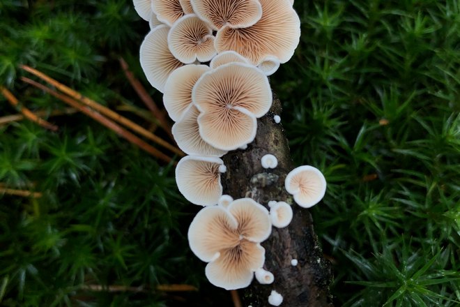 Приснились ядовитые грибы