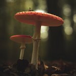 Сновидение о грибах на поляне