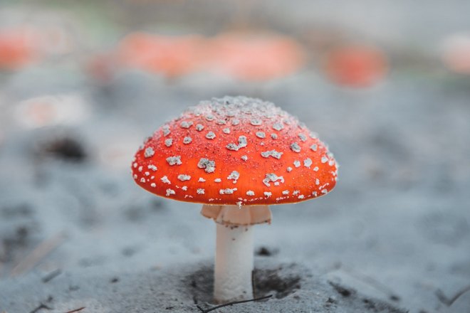 Снится ядовитый гриб