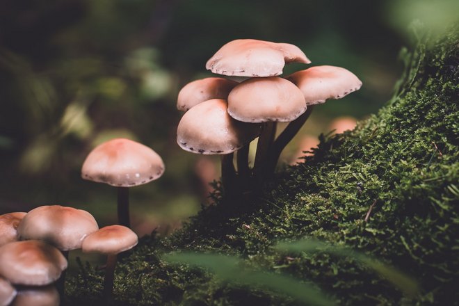 Снятся грибы на поляне