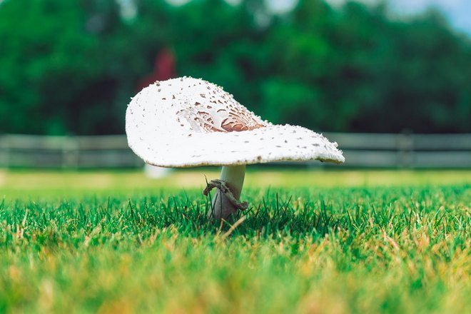 Снится одинокий гриб