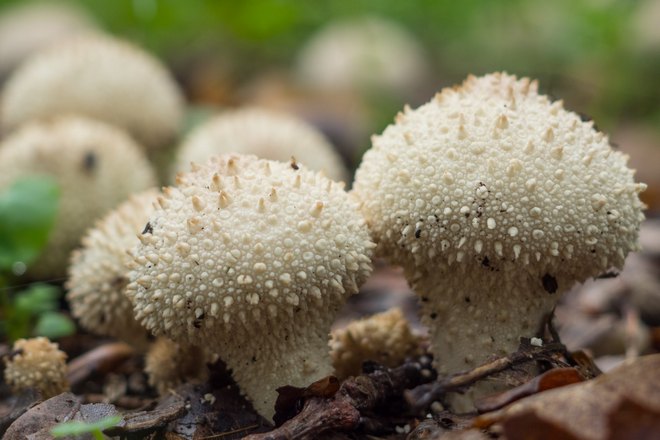 Сон про грибы на поляне