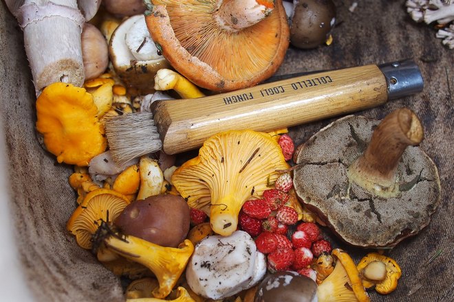 Снятся собранные грибы