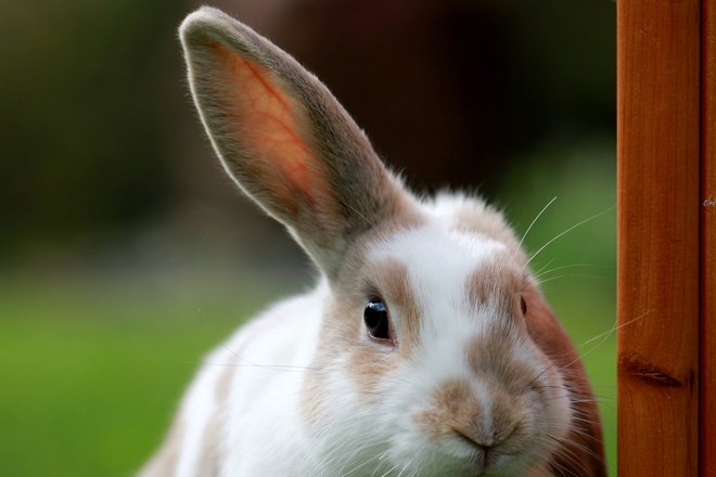 Важно правильно расшифровать примету