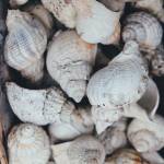 Много ракушек