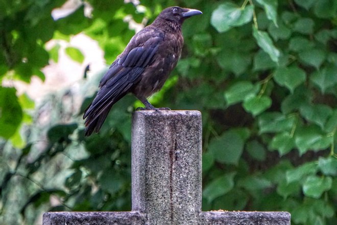 Ворон на кресте