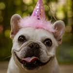 День рождения у собачки