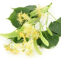 Свежая липа