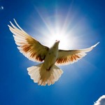 Голубь в небе