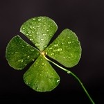 4-листный клевер