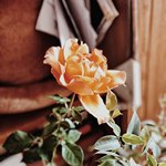 Траурная роза